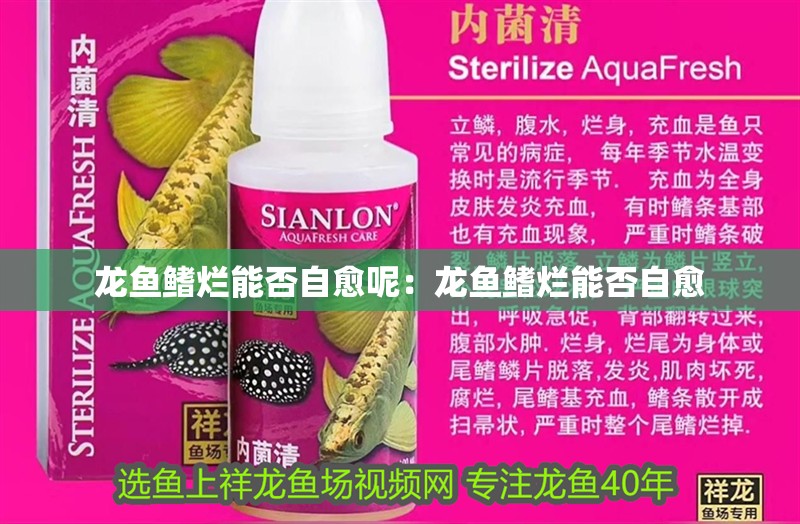 龍魚鰭爛能否自愈呢：龍魚鰭爛能否自愈