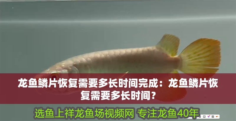 龍魚鱗片恢復需要多長時間完成：龍魚鱗片恢復需要多長時間？