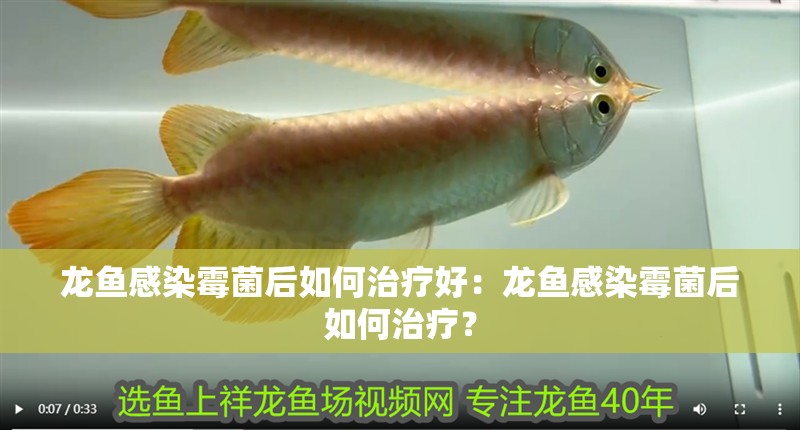 龍魚感染霉菌后如何治療好：龍魚感染霉菌后如何治療？