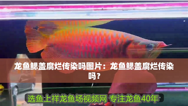 龍魚鰓蓋腐爛傳染嗎圖片：龍魚鰓蓋腐爛傳染嗎？