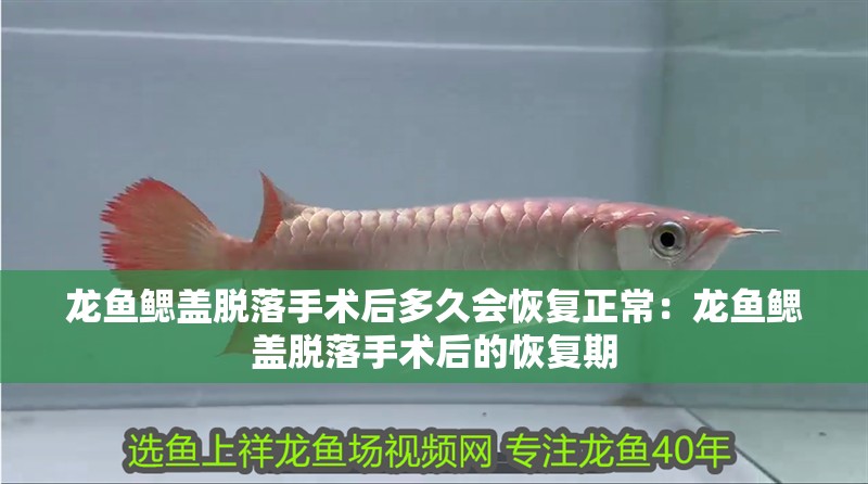 龍魚鰓蓋脫落手術后多久會恢復正常：龍魚鰓蓋脫落手術后的恢復期