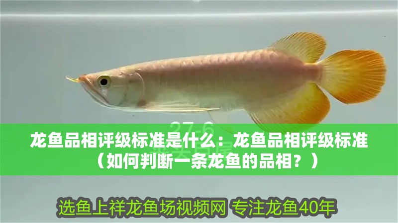龍魚品相評級標準是什么：龍魚品相評級標準（如何判斷一條龍魚的品相？）