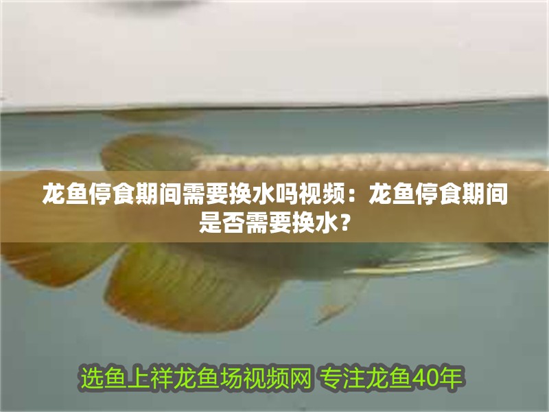 龍魚停食期間需要換水嗎視頻：龍魚停食期間是否需要換水？