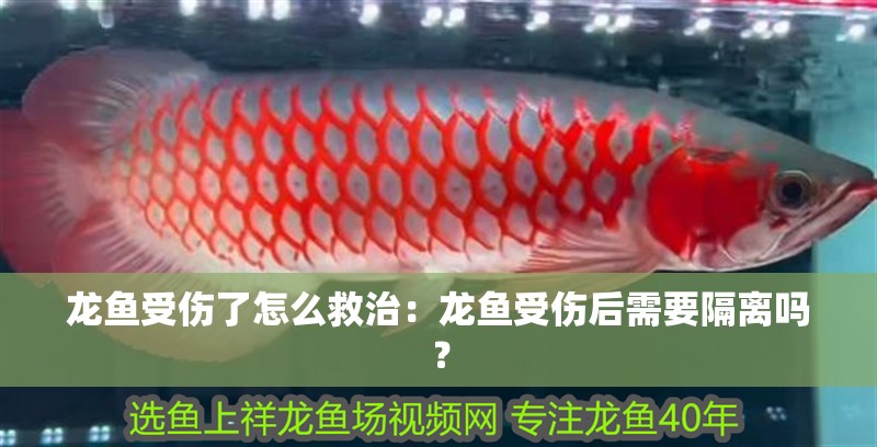 龍魚受傷了怎么救治：龍魚受傷后需要隔離嗎？