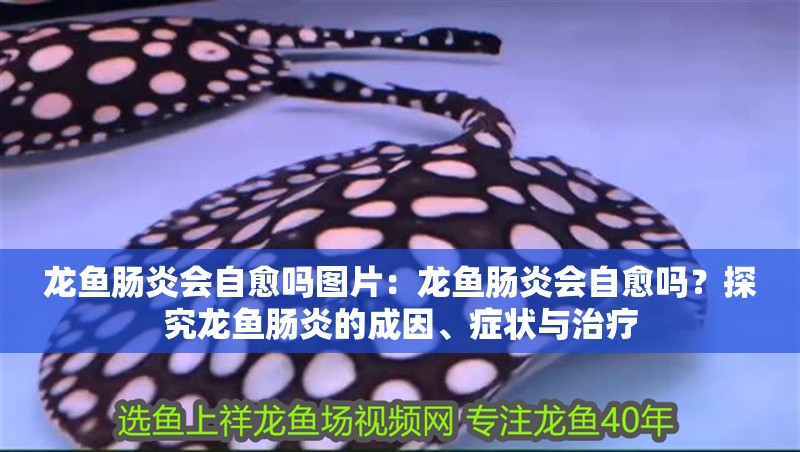 龍魚腸炎會自愈嗎圖片：龍魚腸炎會自愈嗎？探究龍魚腸炎的成因、癥狀與治療