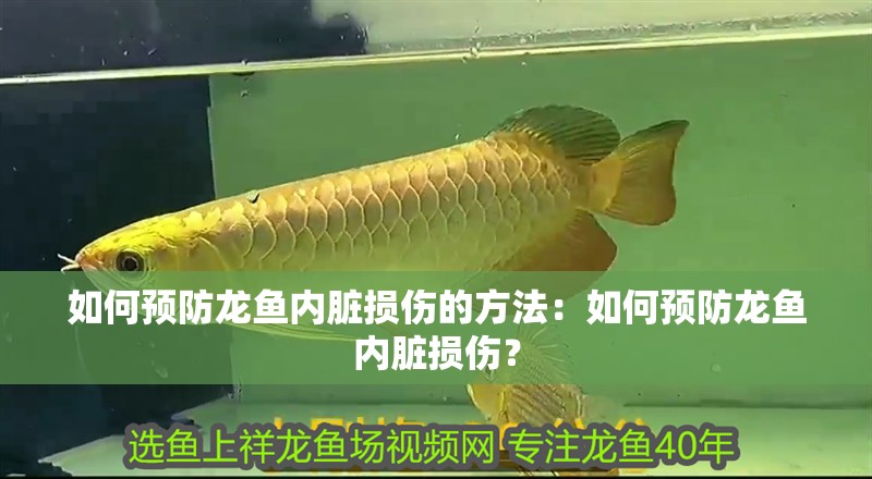 如何預防龍魚內臟損傷的方法：如何預防龍魚內臟損傷？