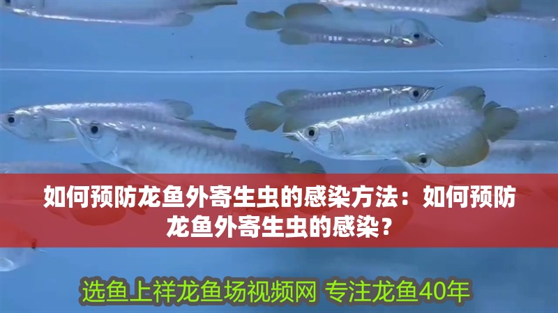 如何預(yù)防龍魚外寄生蟲的感染方法：如何預(yù)防龍魚外寄生蟲的感染？