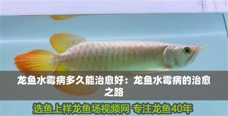龍魚水霉病多久能治愈好：龍魚水霉病的治愈之路