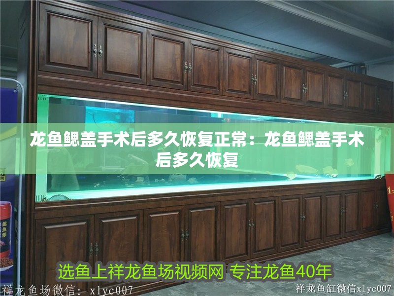 龍魚鰓蓋手術(shù)后多久恢復(fù)正常：龍魚鰓蓋手術(shù)后多久恢復(fù)