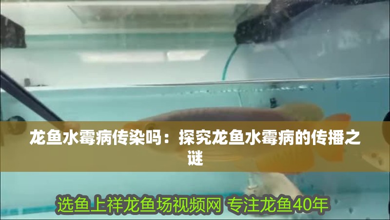 龍魚(yú)水霉病傳染嗎：探究龍魚(yú)水霉病的傳播之謎
