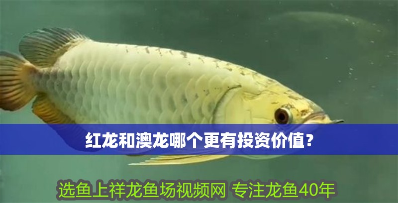 紅龍和澳龍哪個更有投資價值？