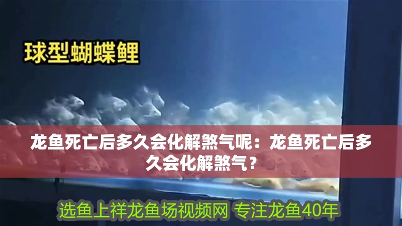 龍魚死亡后多久會化解煞氣呢：龍魚死亡后多久會化解煞氣？