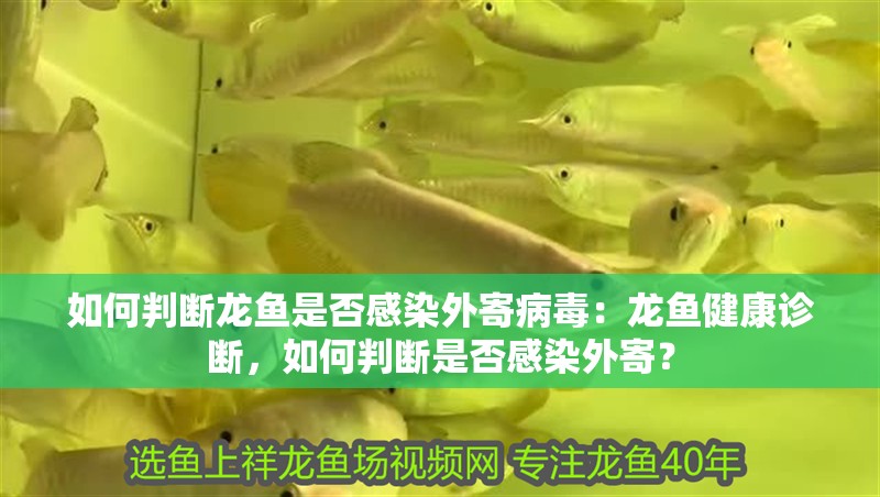 如何判斷龍魚是否感染外寄病毒：龍魚健康診斷，如何判斷是否感染外寄？