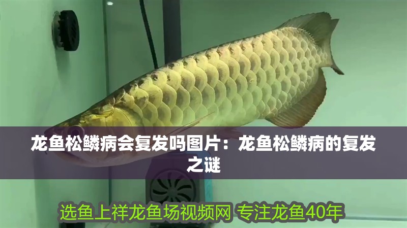 龍魚松鱗病會復發嗎圖片：龍魚松鱗病的復發之謎