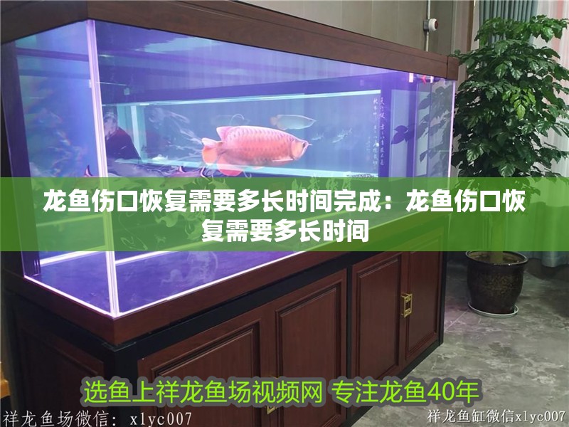 龍魚傷口恢復需要多長時間完成：龍魚傷口恢復需要多長時間