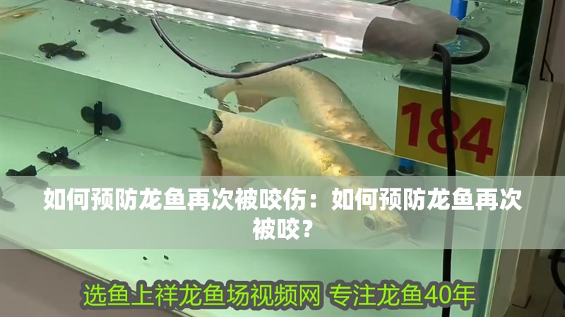 如何預(yù)防龍魚再次被咬傷：如何預(yù)防龍魚再次被咬？