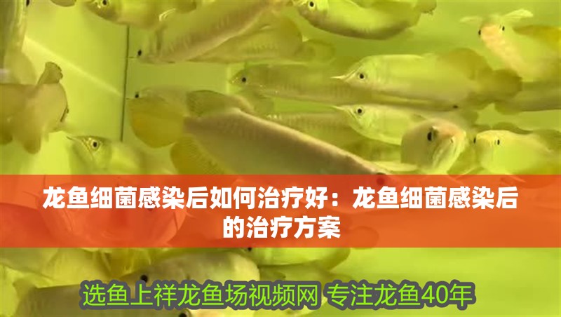 龍魚細(xì)菌感染后如何治療好：龍魚細(xì)菌感染后的治療方案