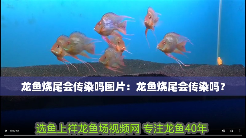 龍魚燒尾會傳染嗎圖片：龍魚燒尾會傳染嗎？