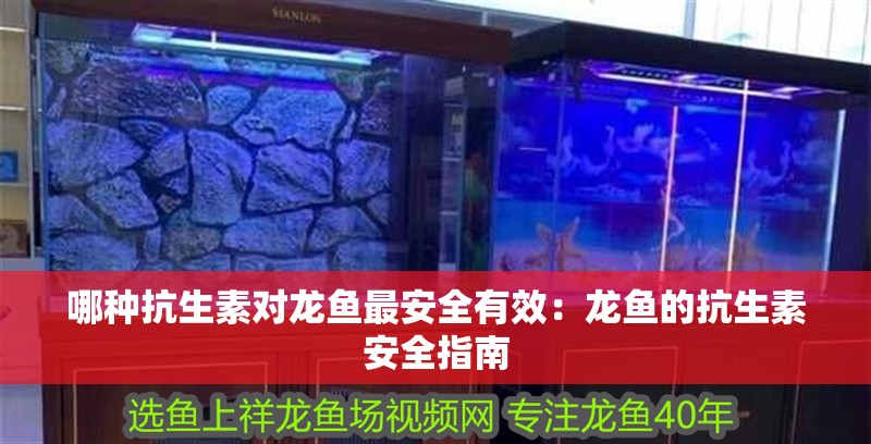 哪種抗生素對龍魚最安全有效：龍魚的抗生素安全指南