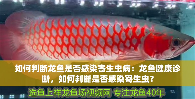 如何判斷龍魚是否感染寄生蟲病：龍魚健康診斷，如何判斷是否感染寄生蟲？