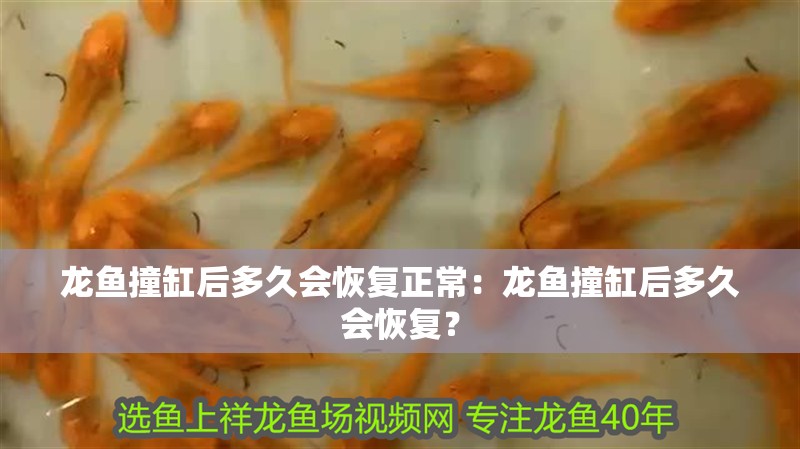 龍魚撞缸后多久會恢復正常：龍魚撞缸后多久會恢復？