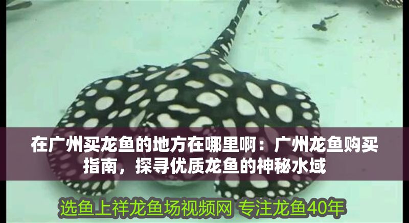 在廣州買(mǎi)龍魚(yú)的地方在哪里啊：廣州龍魚(yú)購(gòu)買(mǎi)指南，探尋優(yōu)質(zhì)龍魚(yú)的神秘水域
