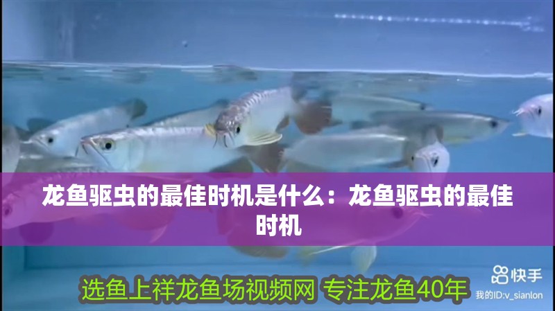 龍魚驅(qū)蟲的最佳時機是什么：龍魚驅(qū)蟲的最佳時機