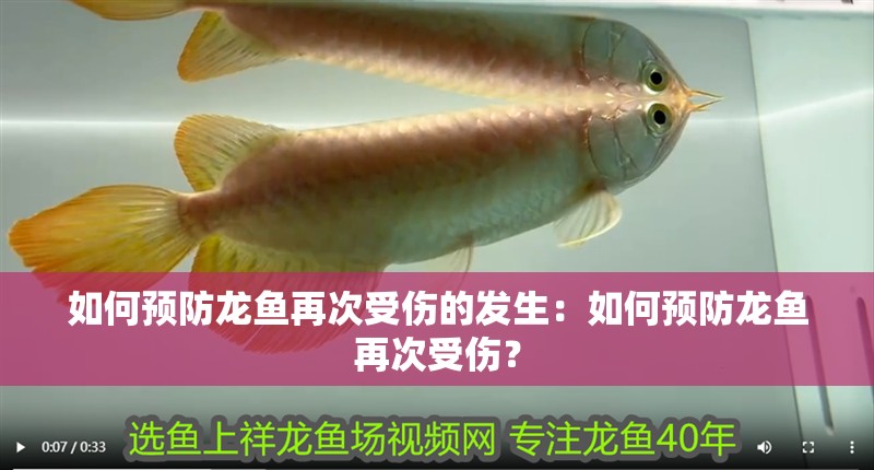 如何預(yù)防龍魚再次受傷的發(fā)生：如何預(yù)防龍魚再次受傷？