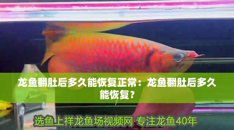 龍魚翻肚后多久能恢復正常：龍魚翻肚后多久能恢復？