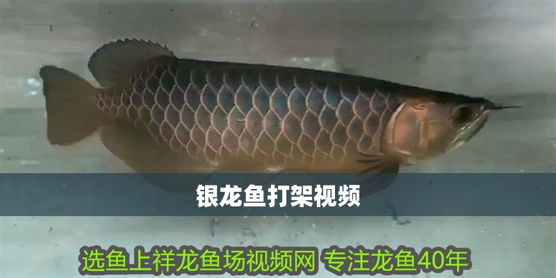 銀龍魚(yú)打架視頻