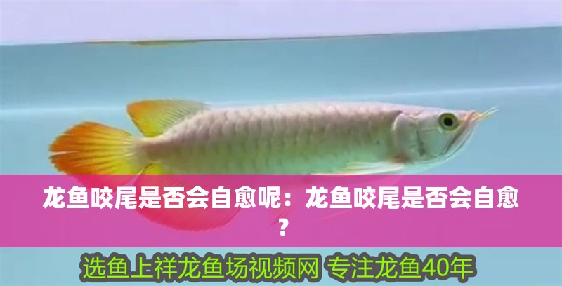 龍魚咬尾是否會自愈呢：龍魚咬尾是否會自愈？