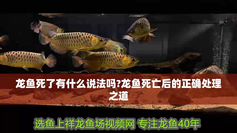 龍魚死了有什么說法嗎?龍魚死亡后的正確處理之道
