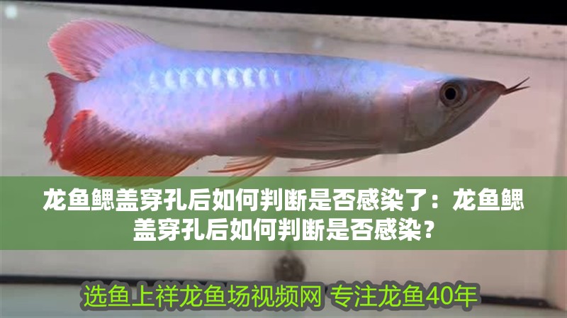 龍魚鰓蓋穿孔后如何判斷是否感染了：龍魚鰓蓋穿孔后如何判斷是否感染？
