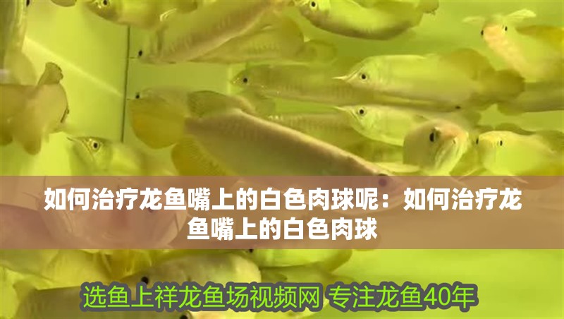 如何治療龍魚嘴上的白色肉球呢：如何治療龍魚嘴上的白色肉球