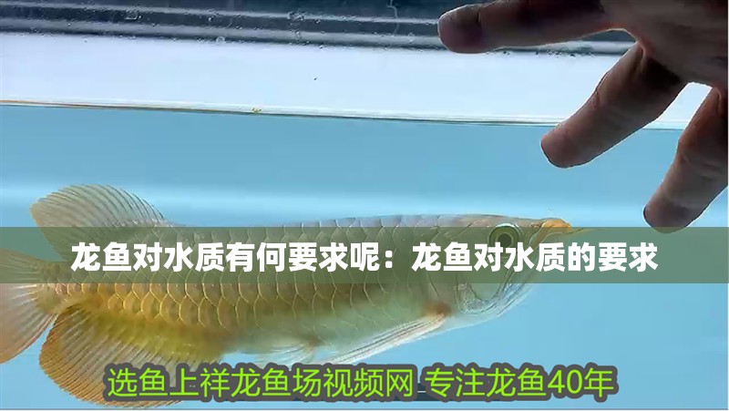 龍魚對水質有何要求呢：龍魚對水質的要求