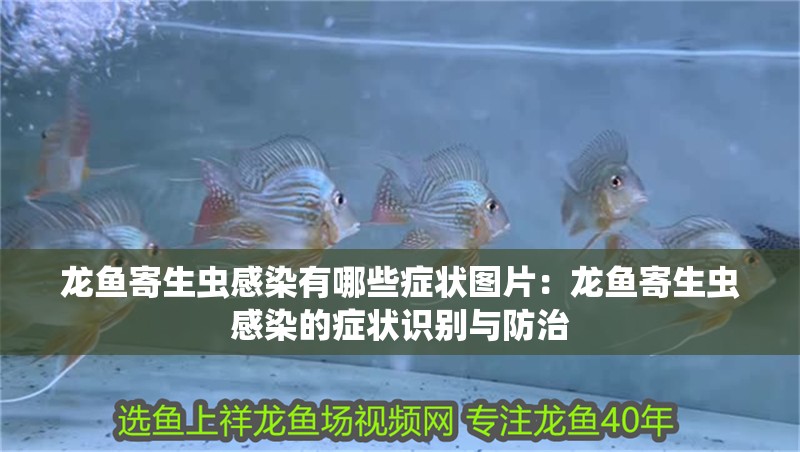 龍魚寄生蟲感染有哪些癥狀圖片：龍魚寄生蟲感染的癥狀識別與防治
