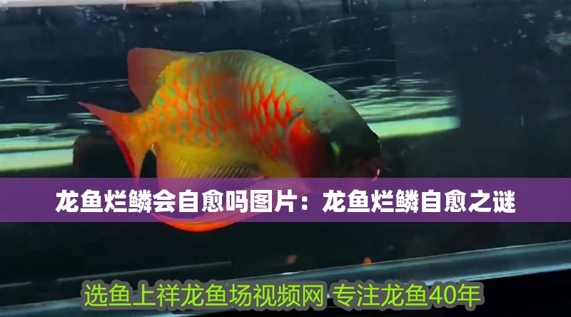龍魚爛鱗會自愈嗎圖片：龍魚爛鱗自愈之謎