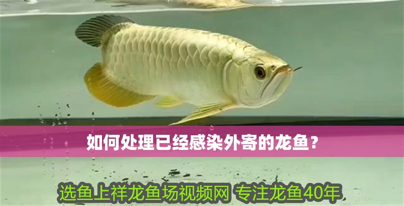 如何處理已經感染外寄的龍魚？