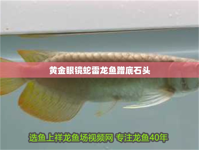 黃金眼鏡蛇雷龍魚蹭底石頭
