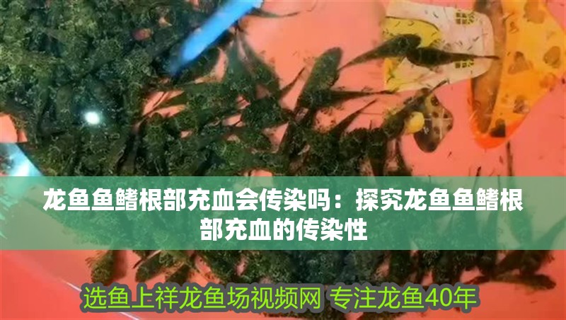 龍魚魚鰭根部充血會傳染嗎：探究龍魚魚鰭根部充血的傳染性