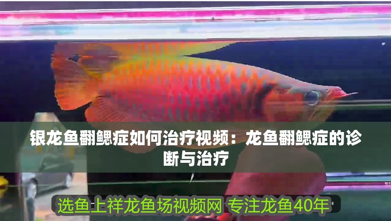 銀龍魚翻鰓癥如何治療視頻：龍魚翻鰓癥的診斷與治療