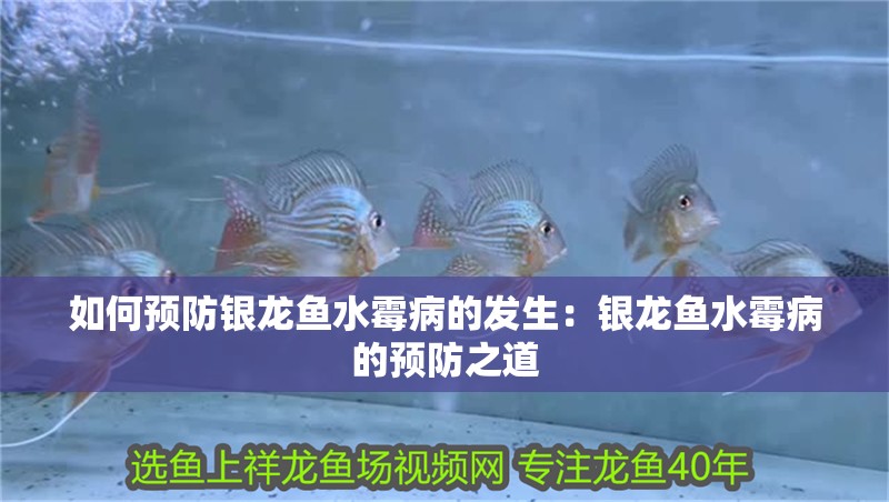 如何預防銀龍魚水霉病的發生：銀龍魚水霉病的預防之道