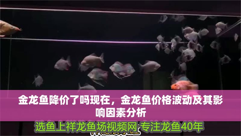 金龍魚降價了嗎現在，金龍魚價格波動及其影響因素分析