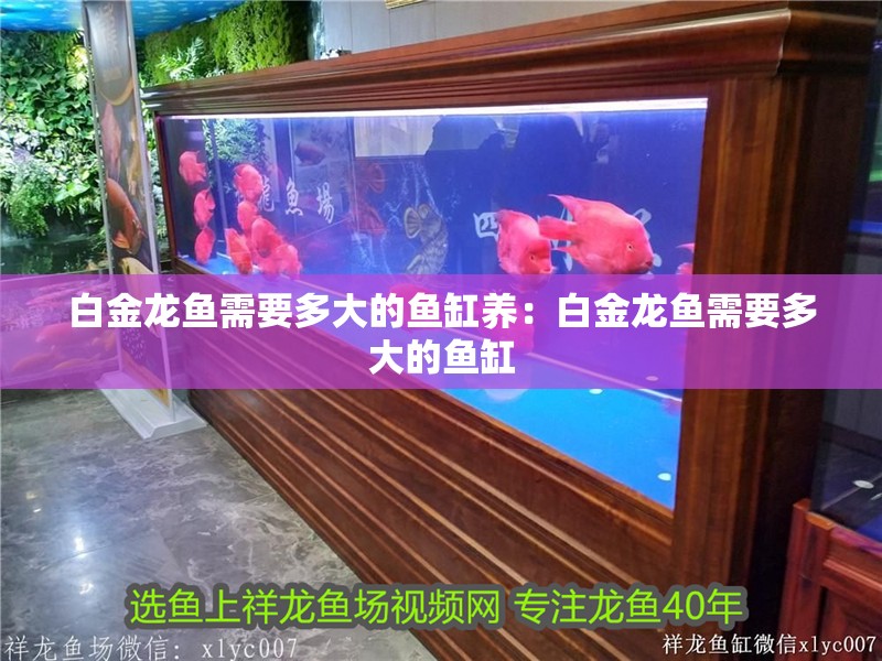 白金龍魚需要多大的魚缸養：白金龍魚需要多大的魚缸