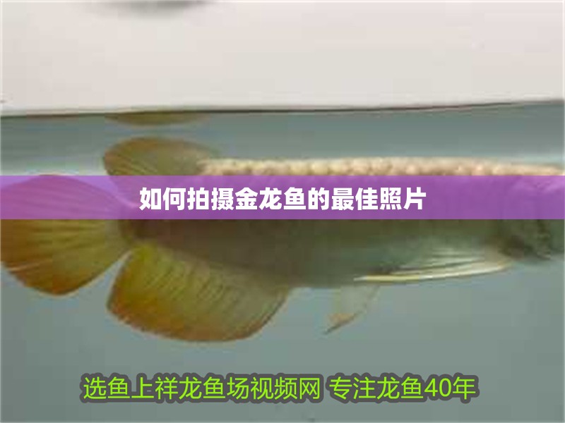 如何拍攝金龍魚(yú)的最佳照片