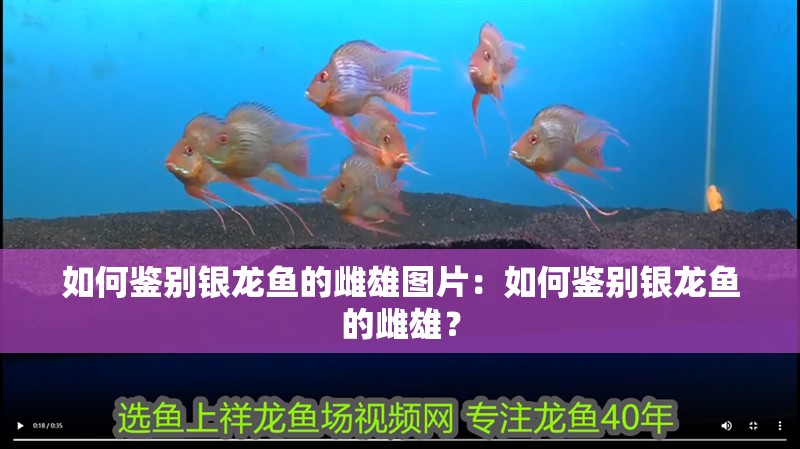 如何鑒別銀龍魚的雌雄圖片：如何鑒別銀龍魚的雌雄？