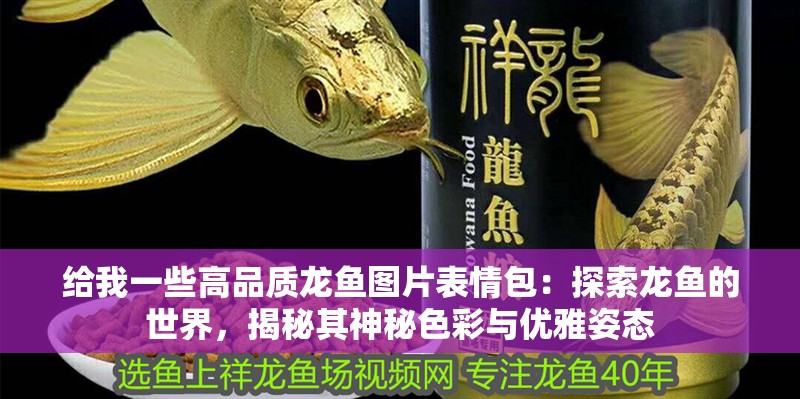 給我一些高品質(zhì)龍魚(yú)圖片表情包：探索龍魚(yú)的世界，揭秘其神秘色彩與優(yōu)雅姿態(tài)