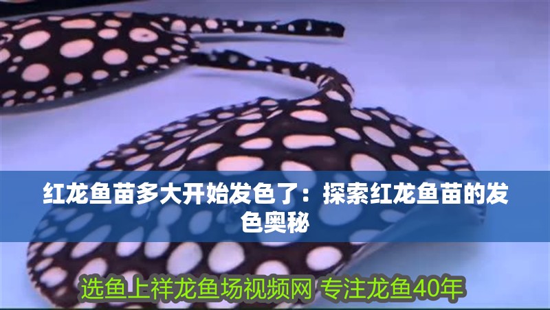 紅龍魚(yú)苗多大開(kāi)始發(fā)色了：探索紅龍魚(yú)苗的發(fā)色奧秘