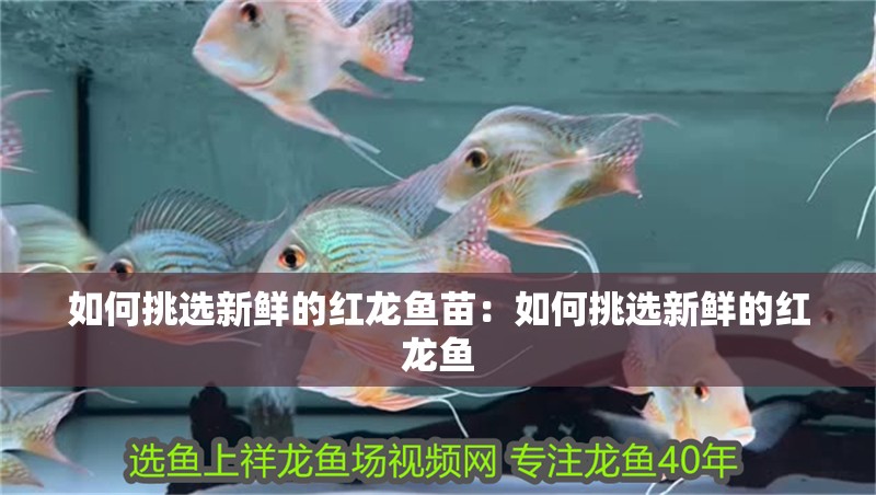 如何挑選新鮮的紅龍魚苗：如何挑選新鮮的紅龍魚