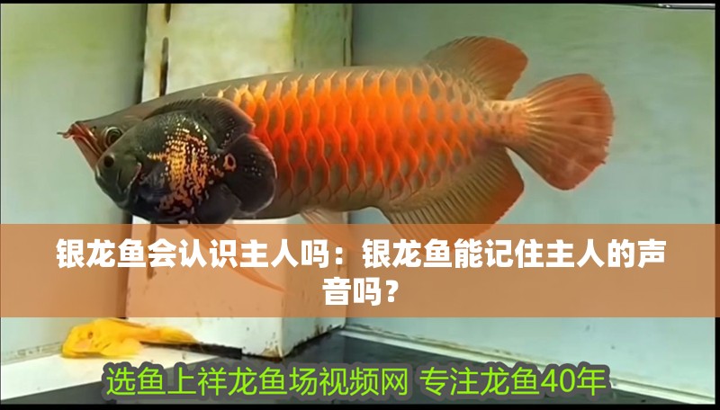 銀龍魚會認識主人嗎：銀龍魚能記住主人的聲音嗎？